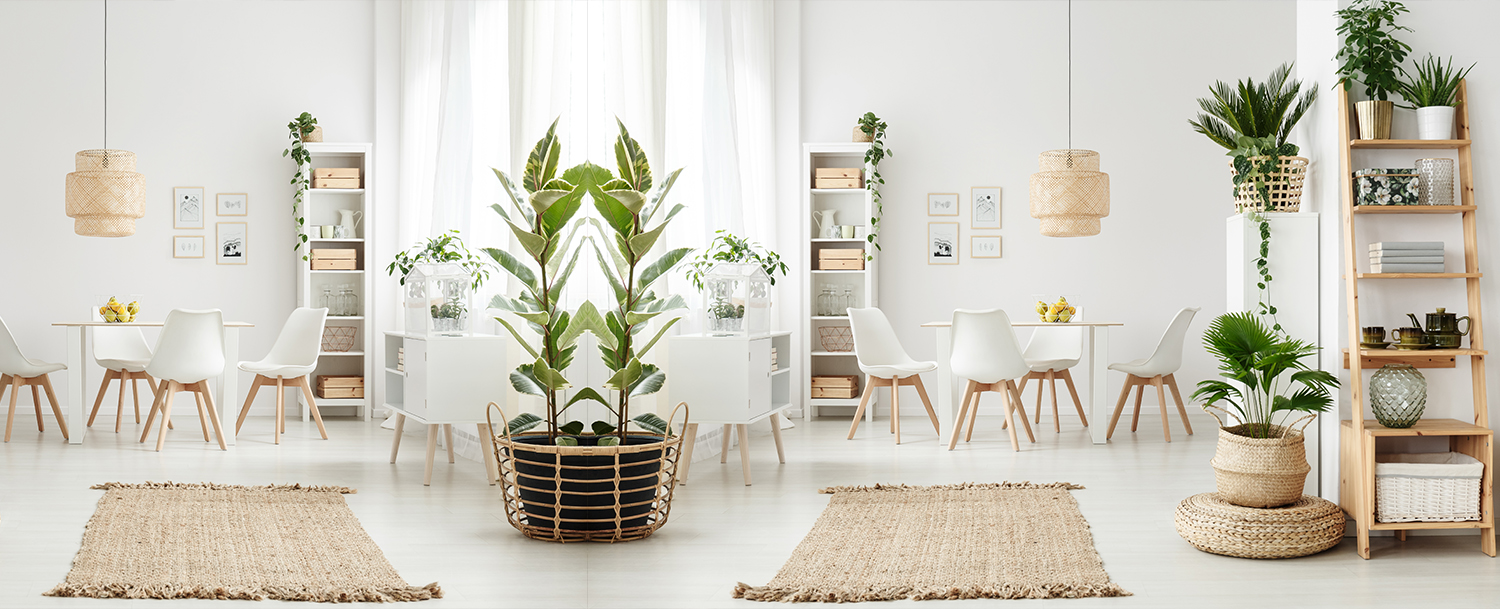 White living room with plant décor