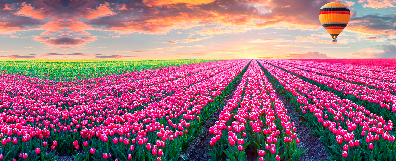 Pink Tulips Field