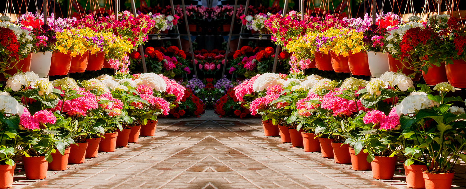 Colourful Flowers in pots