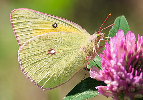 Green Pink Butterfly
