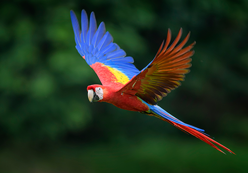 Flying red scarlet macaw