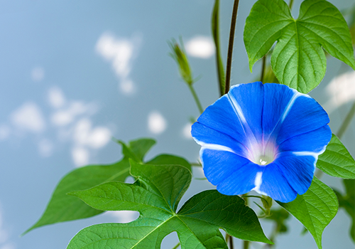 blue flower image