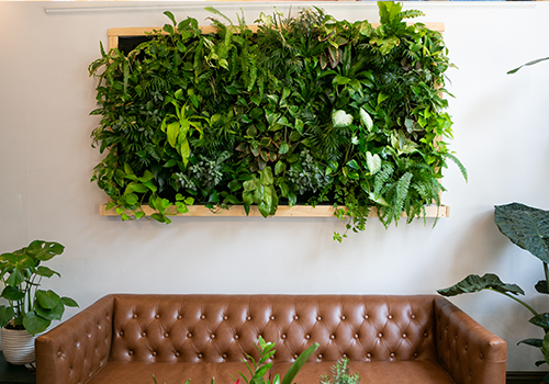 Mounted Plants On Wall For Decor