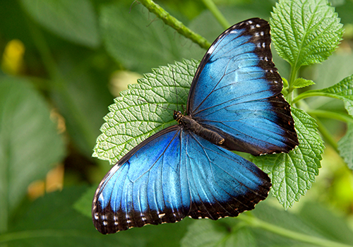 Common Blue Morpho Image