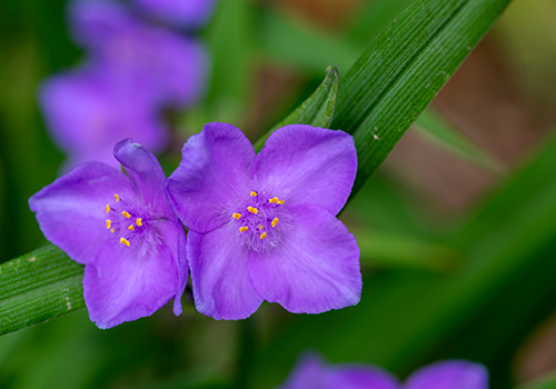  Purple Flowers