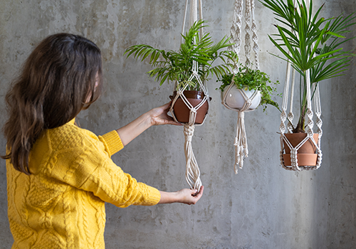 Hanging wall plants