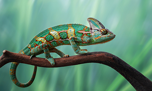 teal and brown chameleon