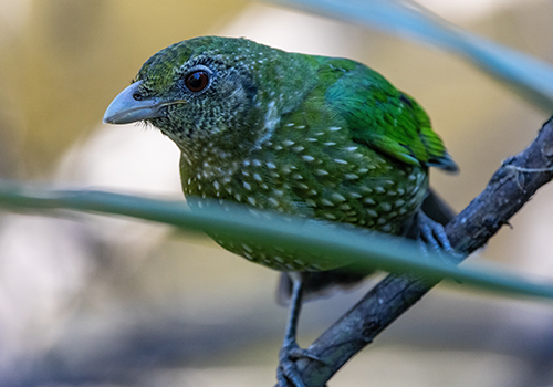 Green Colour Bird