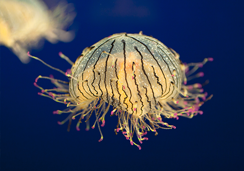 Flower Hat Jellyfish Colour Image