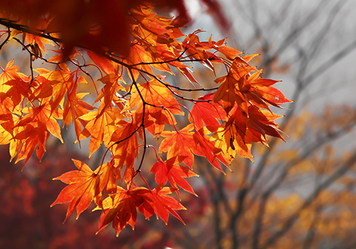 autumn leaves wall colour