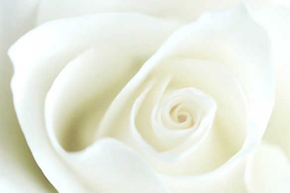 White-Rose-Banner-IMG